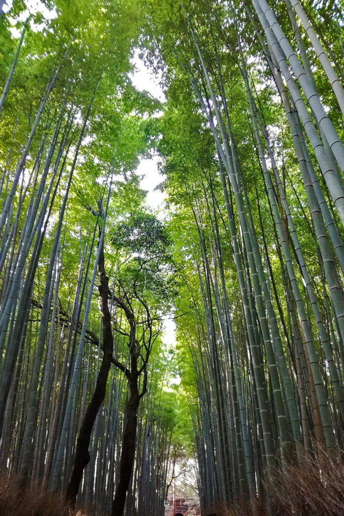 foresta-bambù-Arashiyama-Kyoto-Giappone-Japan-Asia